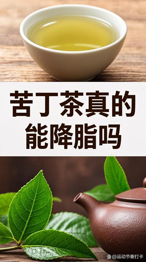 苦丁茶的功效和作用是什么